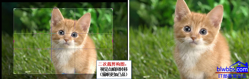 黄金比例裁剪构图案例